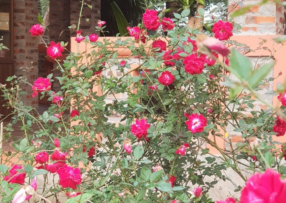 Vườn hoa rực rỡ tại khu sinh thái Làng Xưa - Đường Lâm.