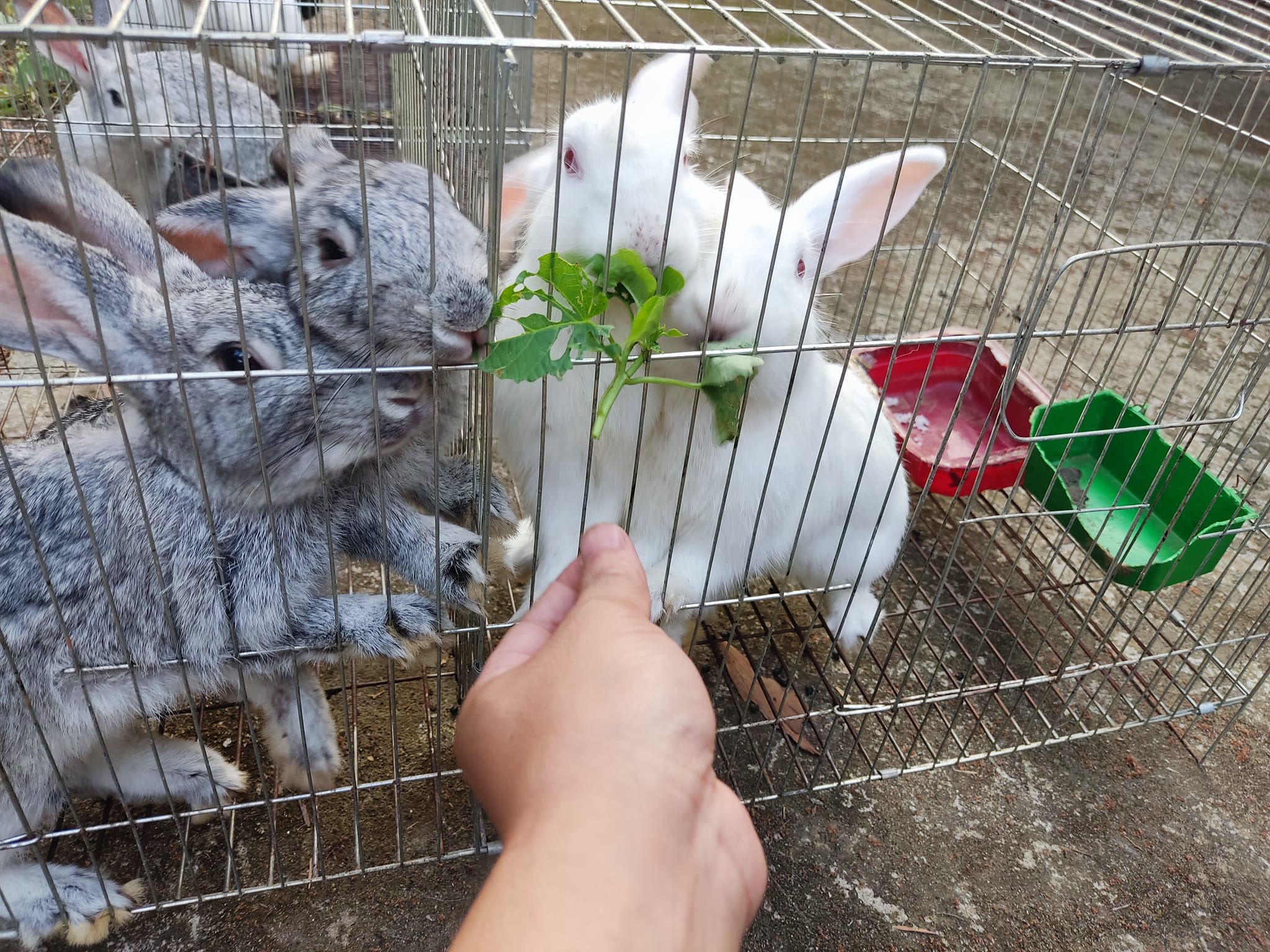 Nuôi thỏ tại Khu sinh thái Làng Xưa.